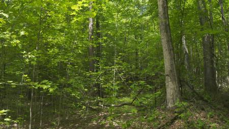 East Tennessee Unrestricted Wooded Land For Sale - image 3