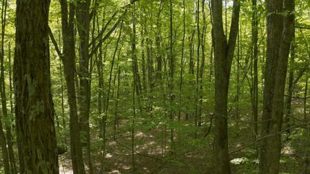 East Tennessee Unrestricted Wooded Land For Sale - image 10