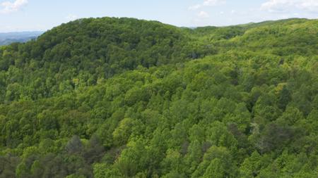 East Tennessee Unrestricted Wooded Land For Sale - image 5