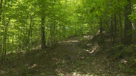 East Tennessee Unrestricted Wooded Land For Sale - image 9