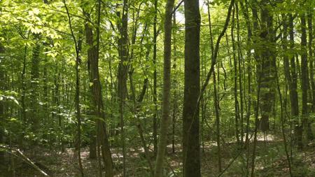 East Tennessee Unrestricted Wooded Land For Sale - image 8