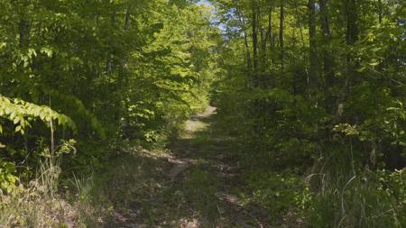 East Tennessee Unrestricted Wooded Land For Sale - image 12