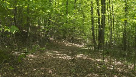 East Tennessee Unrestricted Wooded Land For Sale - image 7