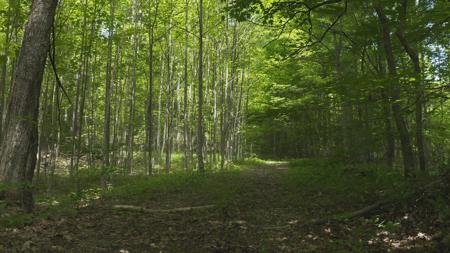 East Tennessee Unrestricted Wooded Land For Sale - image 1