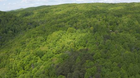 East Tennessee Unrestricted Wooded Land For Sale - image 6