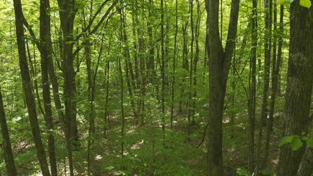 East Tennessee Unrestricted Wooded Land For Sale - image 11