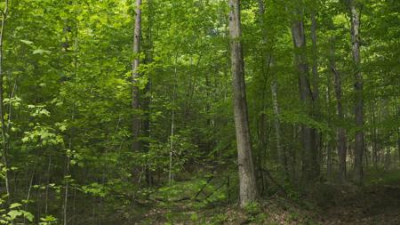 East Tennessee Unrestricted Wooded Land For Sale - image 4