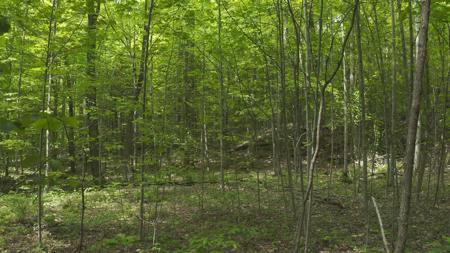 East Tennessee Unrestricted Wooded Land For Sale - image 2