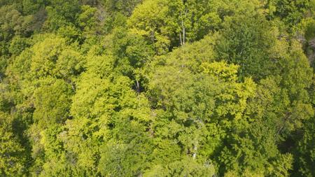 East Tennessee Unrestricted Wooded Land For Sale - image 14