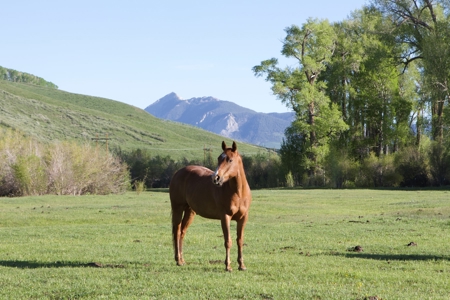 Colorado Luxury Mountain Home - Crested Butte For Sale - image 14