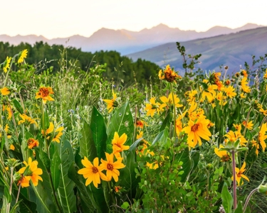 Colorado Luxury Mountain Home - Crested Butte For Sale - image 9