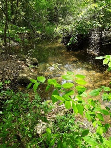 Historic Home In Arkansas For Sale On 25 Acres - image 14