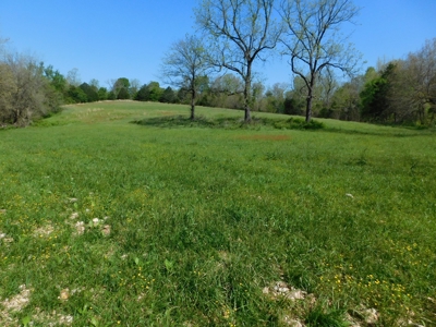Cattle Farm Pasture Cross Fenced Boone County, Ar For Sale - image 4