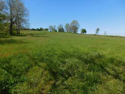 Cattle Farm Pasture Cross Fenced Boone County, Ar For Sale - image 5
