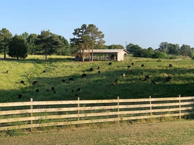 FARM or possible AIRBNB FOR SALE IN TN. - image 20