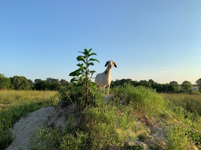 FARM or possible AIRBNB FOR SALE IN TN. - image 36