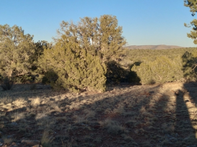 Seligman AZ Beautifully Treed Near Hunting State Trust Land - image 12