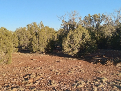 Seligman AZ Beautifully Treed Near Hunting State Trust Land - image 10