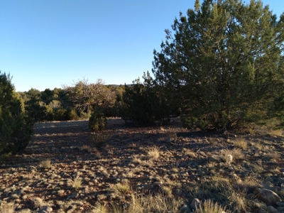 Seligman AZ Beautifully Treed Near Hunting State Trust Land - image 3