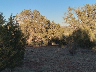 Seligman AZ Beautifully Treed Near Hunting State Trust Land - image 14