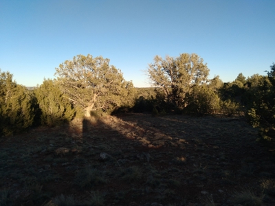 Seligman AZ Beautifully Treed Near Hunting State Trust Land - image 8