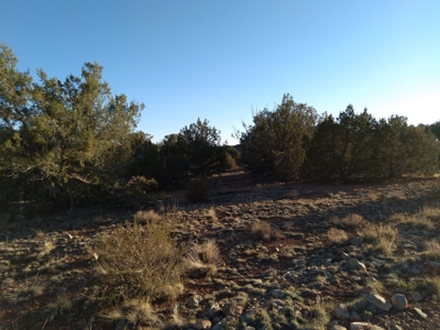 Seligman AZ Beautifully Treed Near Hunting State Trust Land - image 4