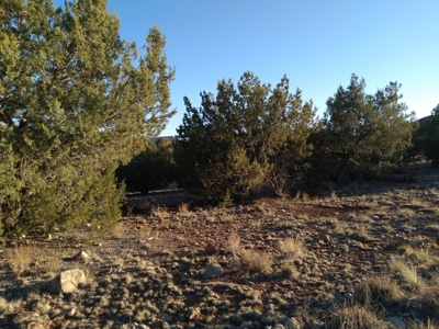 Seligman AZ Beautifully Treed Near Hunting State Trust Land - image 1