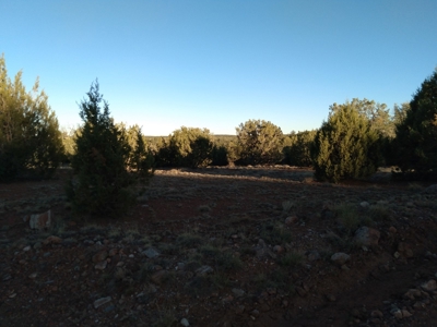 Seligman AZ Beautifully Treed Near Hunting State Trust Land - image 5