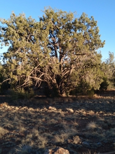Seligman AZ Beautifully Treed Near Hunting State Trust Land - image 9