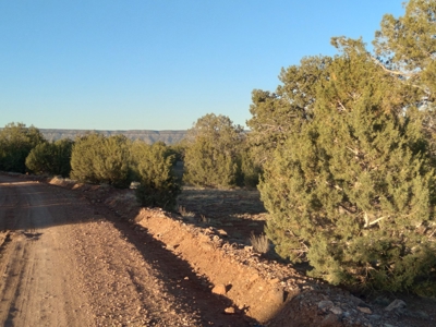 Seligman AZ Beautifully Treed Near Hunting State Trust Land - image 11