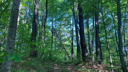 Turn Key Ohio Hunting Property - image 44