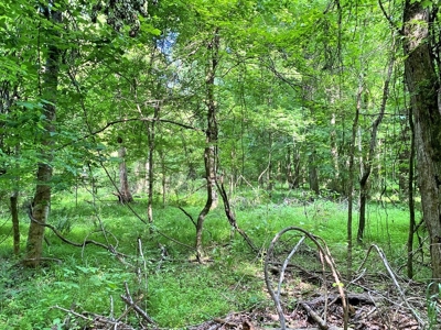 Waterfront Hunting Land for Sale in Port Gibson, MS - image 10