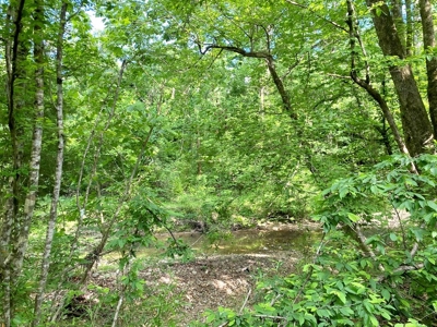 Waterfront Hunting Land for Sale in Port Gibson, MS - image 16