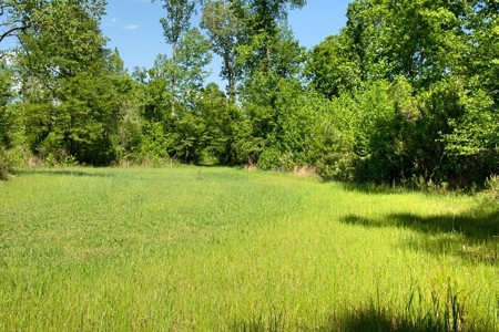 Waterfront Hunting Land for Sale in Port Gibson, MS - image 44