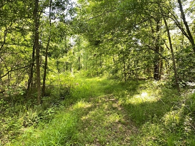 Waterfront Hunting Land for Sale in Port Gibson, MS - image 18
