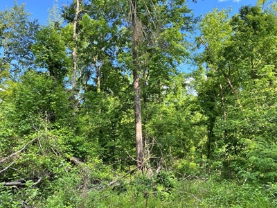 Waterfront Hunting Land for Sale in Port Gibson, MS - image 17