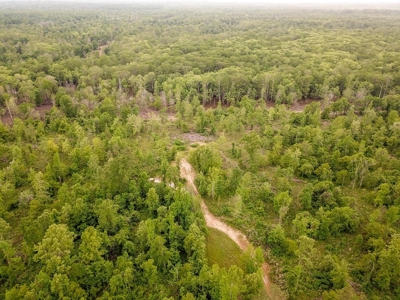 Waterfront Hunting Land for Sale in Port Gibson, MS - image 3