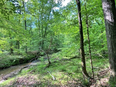 Waterfront Hunting Land for Sale in Port Gibson, MS - image 11