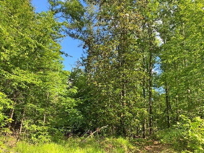 Waterfront Hunting Land for Sale in Port Gibson, MS - image 22