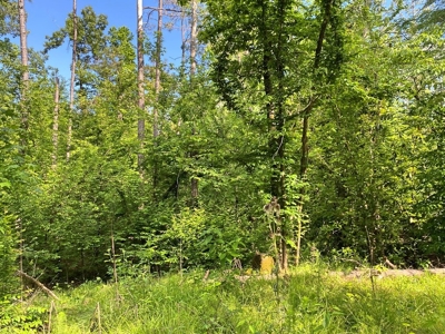 Waterfront Hunting Land for Sale in Port Gibson, MS - image 19