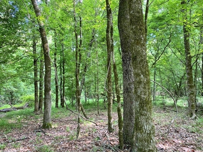 Waterfront Hunting Land for Sale in Port Gibson, MS - image 13