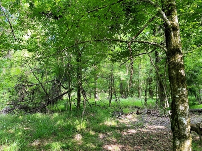 Waterfront Hunting Land for Sale in Port Gibson, MS - image 12