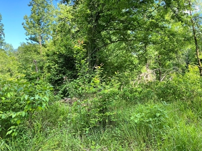 Waterfront Hunting Land for Sale in Port Gibson, MS - image 33