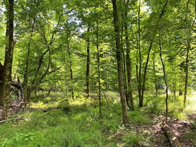 Waterfront Hunting Land for Sale in Port Gibson, MS - image 27