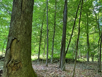 Waterfront Hunting Land for Sale in Port Gibson, MS - image 37