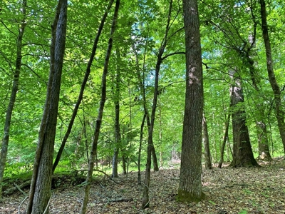 Waterfront Hunting Land for Sale in Port Gibson, MS - image 38