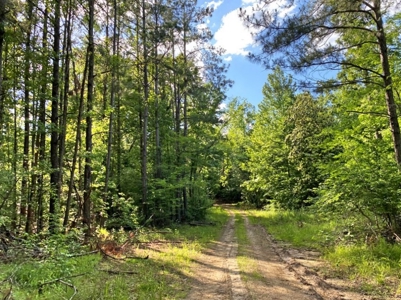 Waterfront Hunting Land for Sale in Port Gibson, MS - image 17