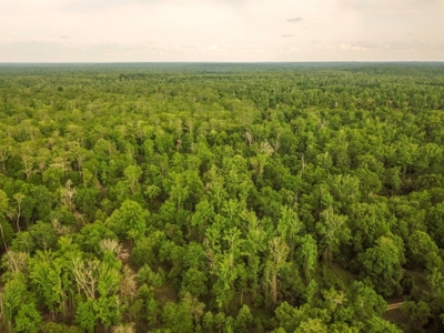 Waterfront Hunting Land for Sale in Port Gibson, MS - image 40