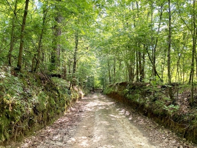 Waterfront Hunting Land for Sale in Port Gibson, MS - image 25