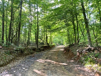 Waterfront Hunting Land for Sale in Port Gibson, MS - image 14